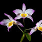 Dendrobium findlayanum sp. - | BS