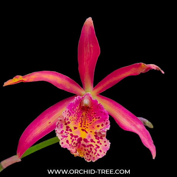 Cattleya (Mvc.) Frances Fox Var Fire Flame - BS - Buy Orchids Plants Online by Orchid-Tree.com