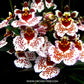 Tolumnia Jairak Firm Spotty - BS