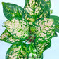 Aglonema | 6 Varieties