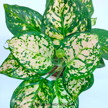 Aglonema | 6 Varieties