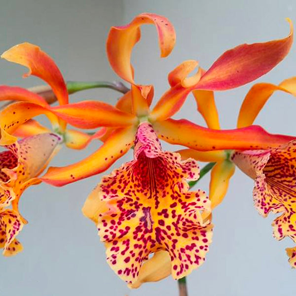 Cattleya (Mvc.) Frances Fox Var Fire Flame - BS - Buy Orchids Plants Online by Orchid-Tree.com