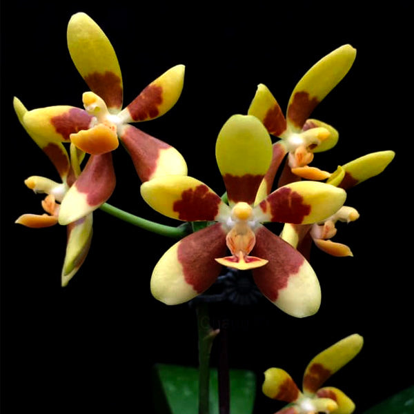 Phalaenopsis fuscata sp. - FF