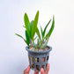 Cattleya (Brougtonia) White Jet Set - BS