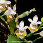 Phalaenopsis gibbosa sp. - BS (Miniature)