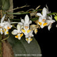 Phalaenopsis gibbosa sp. - BS (Miniature)