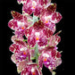 Phalaenopsis gigantea sp. - BS