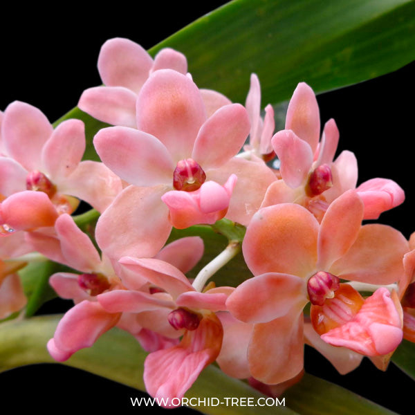 Rhynchostylis gigantea orange sp. - FF - Buy Orchids Plants Online by Orchid-Tree.com