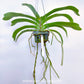 Rhynchostylis gigantea Plai sp. - FF - Buy Orchids Plants Online by Orchid-Tree.com