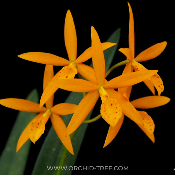 Cattleya (Pvc.) Golden Peacock - FF