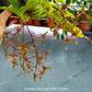 Gongora histrionica sp. - BS