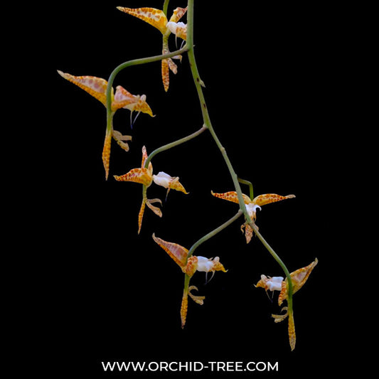 Gongora histrionica sp. - BS