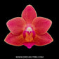 Phalaenopsis Goodnight Kiss - FF