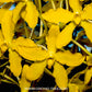 Grammatophyllum speciosum var flava -  BS - Buy Orchids Plants Online by Orchid-Tree.com