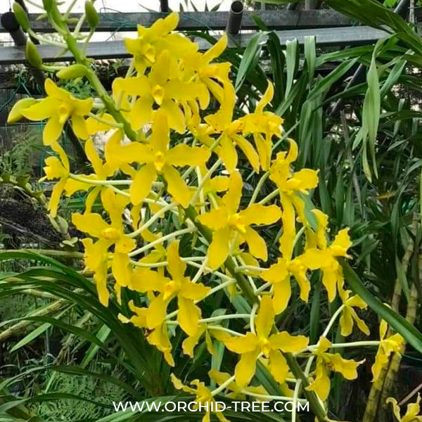 Grammatophyllum speciosum var flava -  BS - Buy Orchids Plants Online by Orchid-Tree.com
