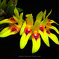 Bulbophyllum graveolens sp. - BS