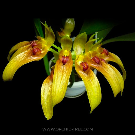 Bulbophyllum graveolens sp. - BS