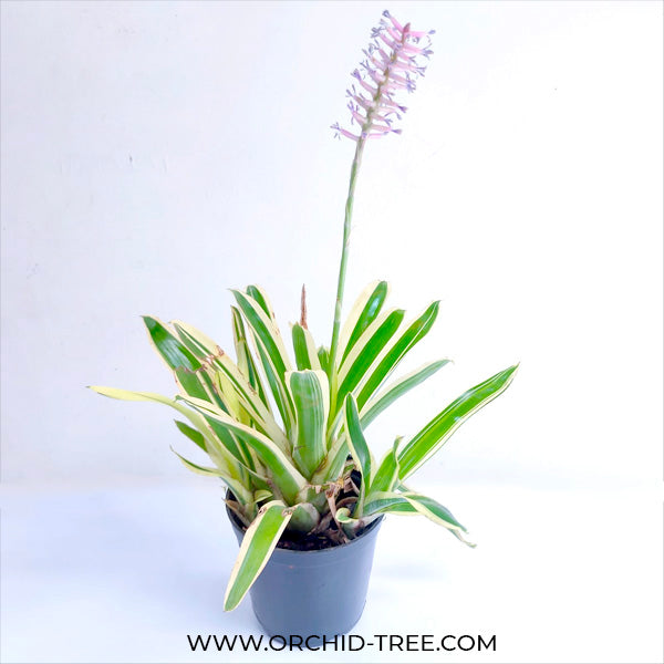 Bromeliad - Buy Orchids Plants Online by Orchid-Tree.com