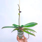 Phalaenopsis Charming Green Sugar - FF