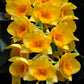 Dendrobium griffithianum sp. - BS