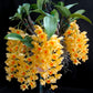 Dendrobium griffithianum sp. - BS