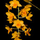 Dendrobium griffithianum sp. - BS