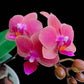 Phalaenopsis Gypsy Festival - BS
