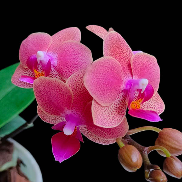 Phalaenopsis Gypsy Festival - BS