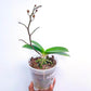 Phalaenopsis Gypsy Festival - BS