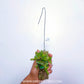 Epidendrum longirepens sp. - BS