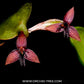Bulbophyllum haniffii sp. - BS