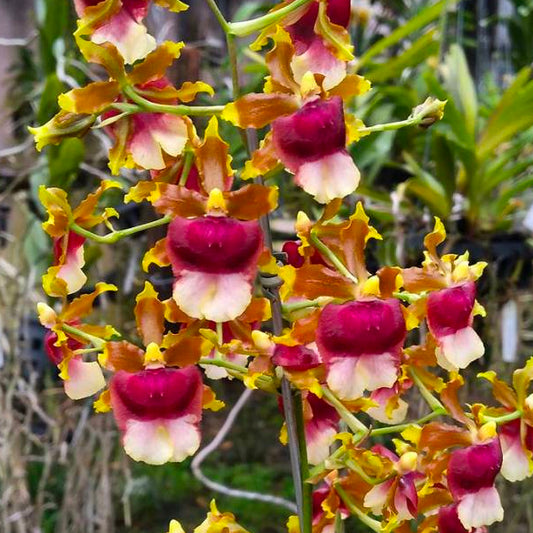 Oncidium Hawaiian Sunset -  BS