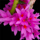 Dendrobium Hibiki - BS - Buy Orchids Plants Online by Orchid-Tree.com