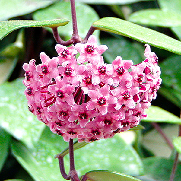 Hoya Carnosa