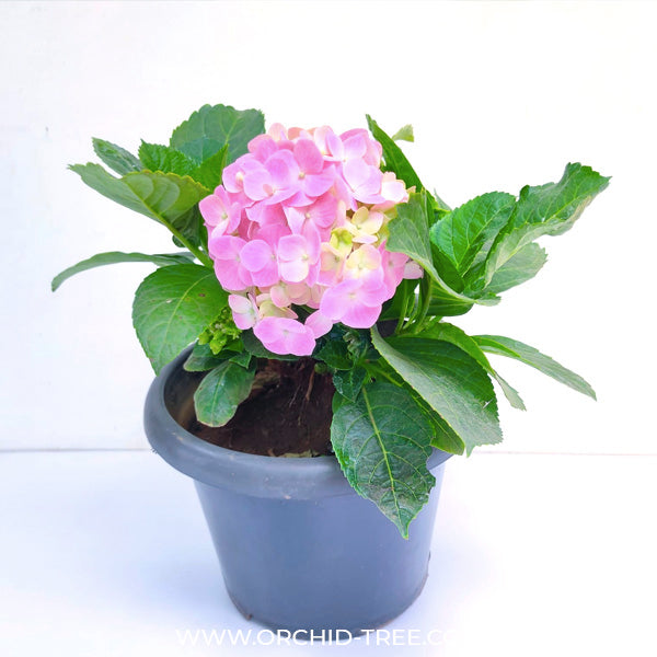 Hydrangea Small Pot
