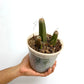 Phaius flavus sp.- BS