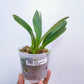 Masdevallia Prince Charming - BS