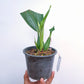 Coelogyne usitana sp. - BS