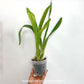 Grammatophyllum Jumbo Grand- BS