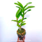 Dendrobium Laddawan Red - FF
