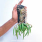 Leptotes bicolor sp. - BS