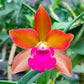Cattleya Loogtone Yellow - BS
