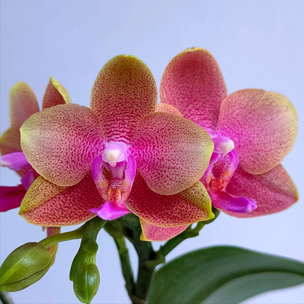 Phalaenopsis Love Waltz Orchid Plant - FF