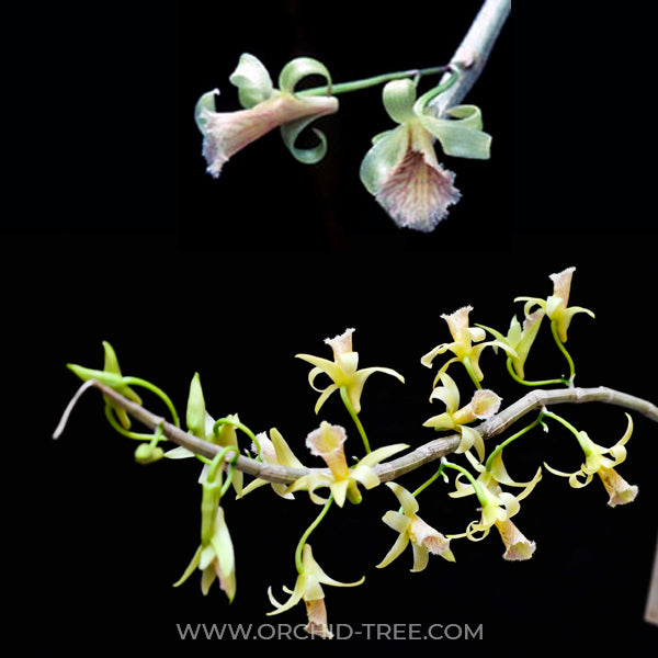 Dendrobium macrostachyum sp. - With Flowers | FF