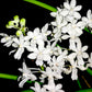 Rhynchodenia Magic Wand Alba - FF