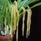 Dendrochilum magnum sp. - BS