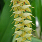 Dendrochilum magnum sp. - BS