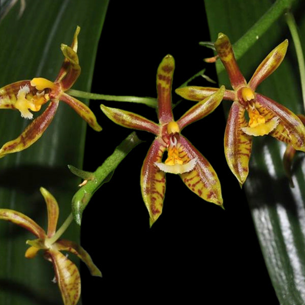 Phalaenopsis mannii sp.- BS