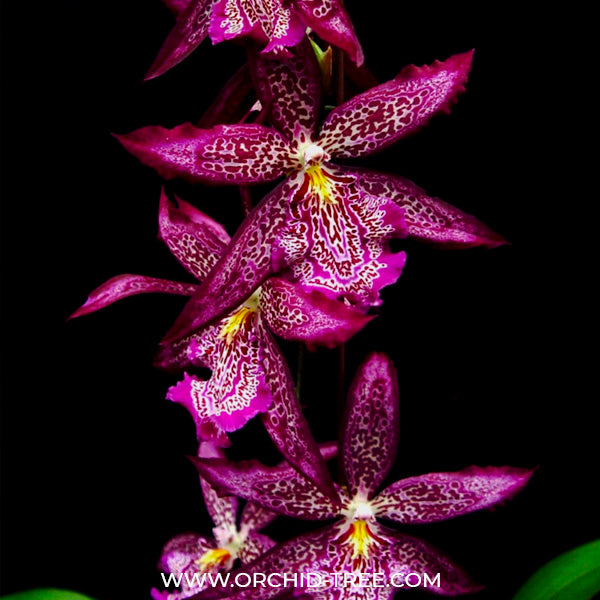 Oncidium (Bllra). Marfitch Howard's Dream Orchid Plant - BS