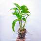 Dendrobium Thongchai Gold x Burana Jade - BS